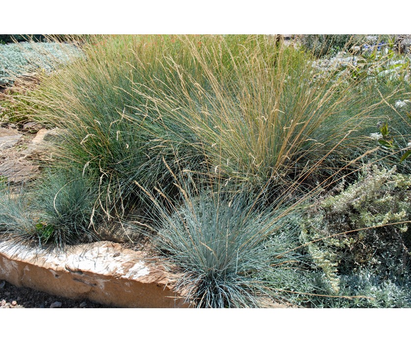 Blue Fescue